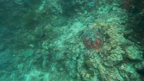 Underwater-top-down-view-of-beautiful-Hawksbill-sea-turtle-swimming-over-ocean-wall-with-coral-reef-marine-ecosystem-and-tropical-fish-in-Coral-Triangle-of-Timor-Leste,-Southeast-Asia