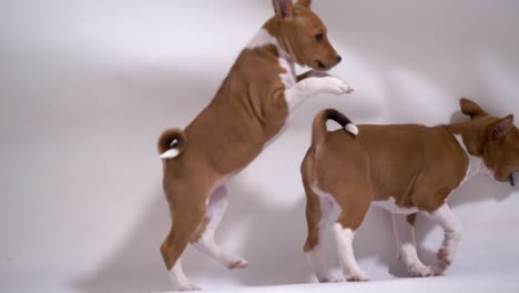 two-joyful-basenji-puppy-play-and-destroy-studio-in-slow-motion-full-shot