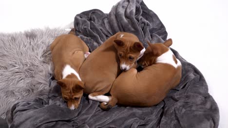 Tres-Lindos-Cachorros-Basenji-Se-Van-A-Dormir-En-Una-Manta-A-Cámara-Lenta