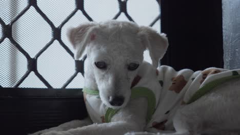 Caniche-Blanco-Y-Tranquilo-Vestido-Con-Un-Suéter-Tumbado-Cerca-De-Una-Puerta-De-Cristal-Mirando-A-Un-Lado,-De-Cerca