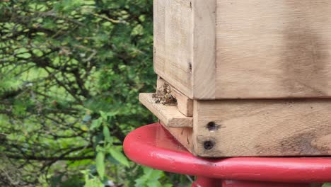 Bienenschwärme-Am-Eingang-Des-Bienenstocks-In-Einer-Stark-Bevölkerten-Honigbienenpopulation