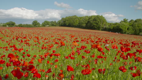 Plano-Amplio-Del-Campo-De-Amapolas-Rojas-Soplando-En-El-Viento-Día-Soleado