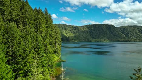 Pine-tree-forest-on-shore-of-blue-lake-Tikitapu-in-New-Zealand-on-sunny-day