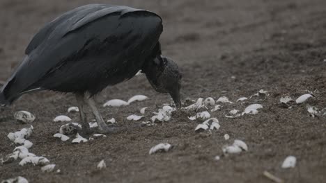 Black-vulture-scavenger-eats-baby-sea-turtle-hatchlings-on-sandy-Costa-Rica-beach