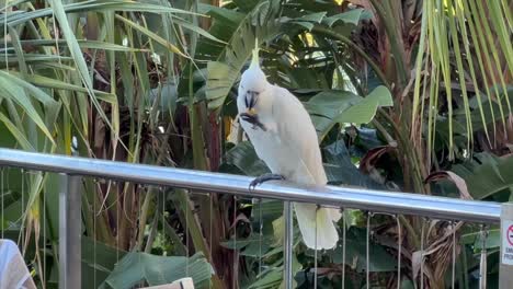 Sulfur-crested-White-Cockatoo-on-fence-eating-food-with-palms-in-background-is-joined-by-another-cockatoo-before-both-fly-off-in-tropical-Hamilton-Island,-Queensland