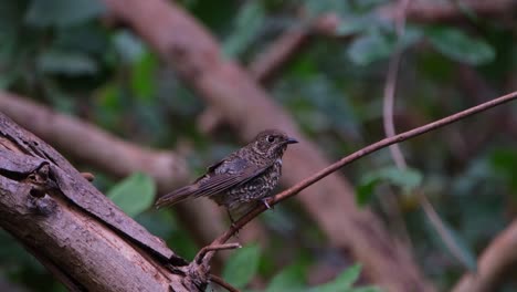 Shaking-its-feathers-to-dry-and-then-wipes-its-beak-on-the-branch-to-clean-up,-White-throated-Rock-Thrush-Monticola-gularis,-THailand