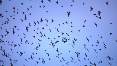 Close-Up-of-Swallows-Flying-in-Large-Group,-Blue-Sky