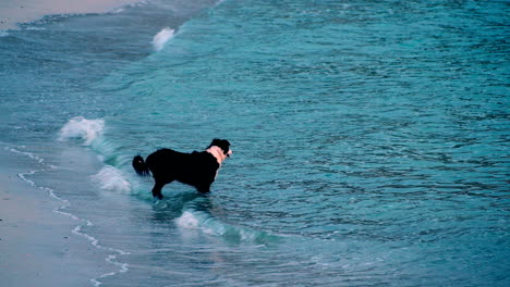 Friendly-Border-Collie-dog-waits-in-shallows-as-waves-roll-in-to-beach,-profile