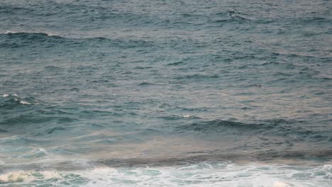Schwimmende-Delfine,-Die-Auf-Den-Meereswellen-Auftauchen