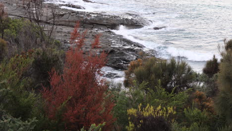 Aerial-view-of-ocean-waves-hitting-against-rocky-cliffs,-surrounded-by-lush-green-plants-nearby