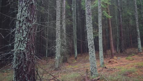 Dark-forest-with-trees-covered-in-green-lichen