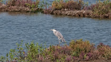 Camera-zooms-in-while-this-bird-faces-towards-the-left,-Grey-Heron-Ardea-cinerea,-Thailand