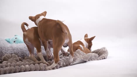 basenji-puppy-dog-have-fun-and-play-together-slow-motion-close-up