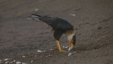 Schopfkarakara,-Allesfresservogel,-Der-Nach-Einer-Delikatesse-Aus-Meeresschildkröten-Am-Strand-Von-Costa-Rica-Gräbt