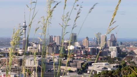Steady-shot-of-the-Auckland-skyline-amidst-the-grass-with-the-wind-blowing-on-a-clear-afternoon-with-a-blue-sky