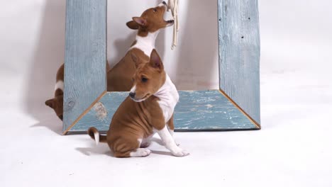 Dulce-Cachorro-Frente-A-Un-Marco-De-Madera-Azul-Mira-La-Cámara-En-Cámara-Lenta