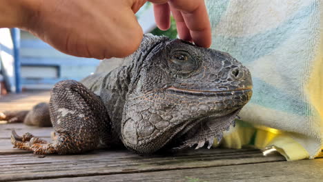 Nahaufnahme-Einer-Hand,-Die-Einen-Schwarzen-Leguan-Im-Schatten-Auf-Einem-Holzdeck-Streichelt