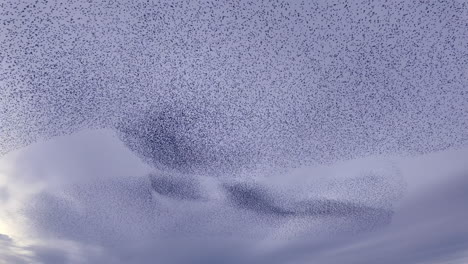 A-murmuration-of-thousands-of-starlings-making-beautiful-patterns-in-the-sky