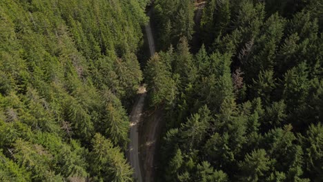 Tilt-Down-Aerial-Shot-Over-an-Alpine-Forest-of-Green-Lush-Trees-Following-a-Country-Road-on-Moresby-Island,-British-Columbia,-Canada