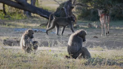 Impala-herd-roam-savanna-as-large-Chasma-baboons-sit-eating-vegetation-roots