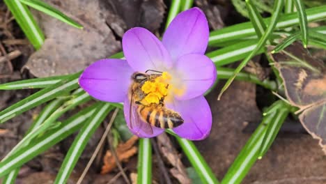 Bestäubung-Durch-Honigbiene-Auf-Violettem-Krokus-Mit-Safranfarbenen-Staubgefäßen