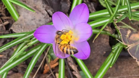 Polinización-De-Abejas-Sobre-Azafrán-Violeta-Con-Estambres-De-Color-Azafrán