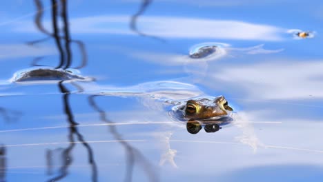 Common-toad-or-Bufo-bufo,-floating-on-the-water-and-blinking-eyes