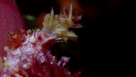 Candy-crab-feeding-close-up-at-night