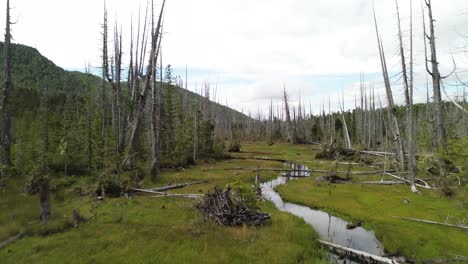 Deforestation-of-Woodland-with-a-Stream-Running-Through-the-Landscape-on-Moresby-Island,-British-Columbia,-Canada