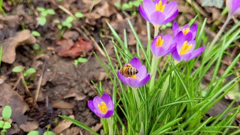 Lila-Krokusse-Mit-Honigbiene-An-Einem-Sonnigen-Frühlingstag