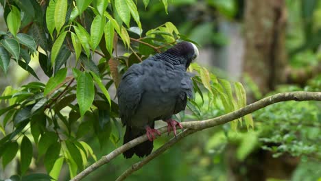 Weißkronentaube,-Patagioenas-Leucocephala,-Thront-Auf-Einem-Ast-Inmitten-Einer-Waldumgebung,-Putzt-Und-Pflegt-Ihre-Federn,-Nahaufnahme-Einer-Gefährdeten-Vogelart