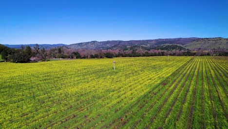 Aerial-pan-of-birds-flying-past-while-hovering-over-a-vibrant-yellow-and-green-field-of-mustard-flowers-in-The-Napa-Valley-California