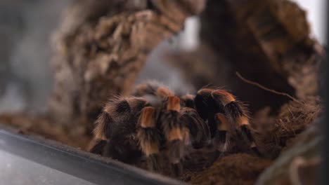 Spider-Tarantula-birdeater-LP-morning-routine-chelicera-cleaning-close-up