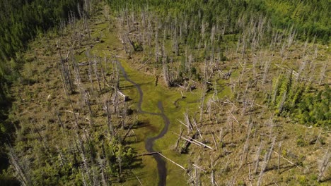 Deforestation-Aerial-Drone-Shot-Over-Patch-of-Land-with-Dead-Trees-and-a-Stream-on-Moresby-Island,-British-Columbia,-Canada