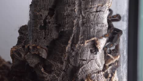 Tarantula-Venezuelan-Suntiger-aggressive-attack-on-cricket-close-up