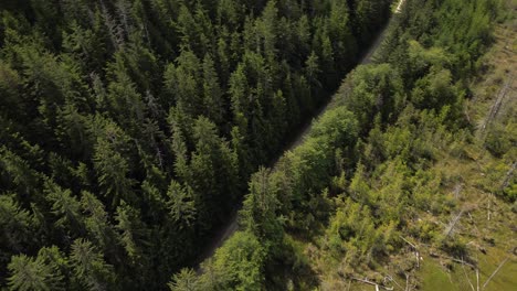 Alpine-Forest-Treetops-and-Dead-Trees-Along-a-Stream-of-Water-from-an-Aerial-Top-Down-Orbital-Drone-Shot-on-Moresby-Island,-British-Columbia,-Canada