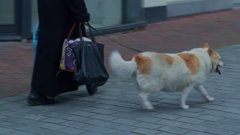 Walking-with-dog-pet-animal-on-a-leash-outside-on-the-street