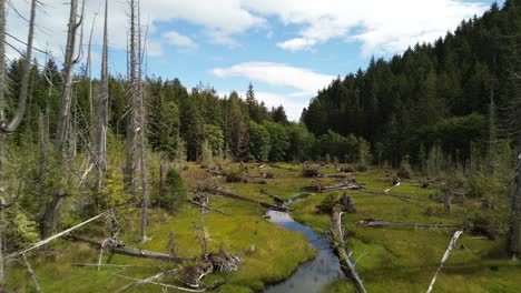 Aerial-Drone-Captures-Stream,-Dead-Trees,-and-Lush-Alpine-Forest-on-Moresby-Island,-British-Columbia,-Canada