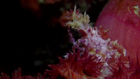 Candy-crab-cleaning-close-up-on-soft-coral-at-night