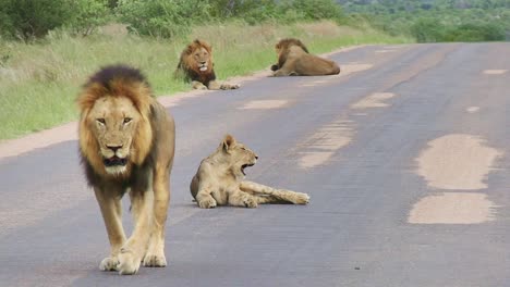 Majestuoso-León-Macho-Alfa-Depredador-Intrépido-Caminando-Amenazadoramente-Con-Una-Leona