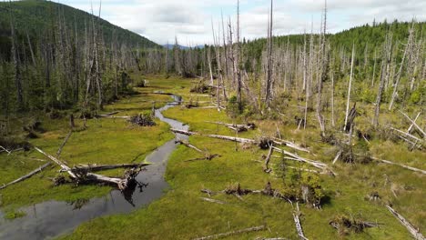 Abgestorbene-Bäume-Mit-Wasserstrahl,-Der-Durch-Einen-Wald-Auf-Der-Insel-Moresby,-British-Columbia,-Kanada-Fließt
