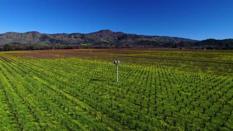 Weite-Luftaufnahme-Eines-Riesigen-Offenen-Feldes-Mit-Weinreben-Und-Einem-Leuchtend-Grünen-Feld-Mit-Einem-Berg-Im-Hintergrund-Im-Napa-Valley-In-Kalifornien