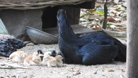 Hühnerküken-Entspannen-Mit-Mama-