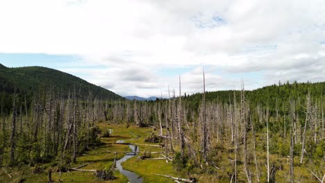 Aerial-Drone-Rising-Over-Dead-Trees-and-Stream-of-Water-with-Landscape-Scenic-Views-of-a-Green-Forest-in-the-Background,-British-Columbia,-Canada