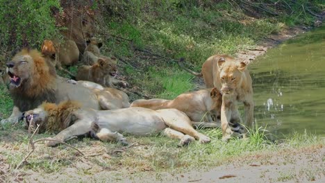 Pride-of-lions-rest-in-shade-near-waterhole-as-lioness-stays-alert-protective-of-cubs