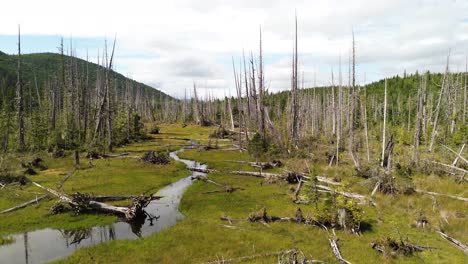 Tote-Bäume-Stehen-Mit-Holzstämmen-Rund-Um-Einen-Wasserlauf-Auf-Der-Insel-Moresby,-British-Columbia,-Kanada