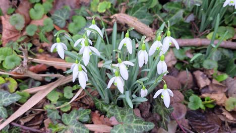 Snowdrops,-early-bloomers-in-spring