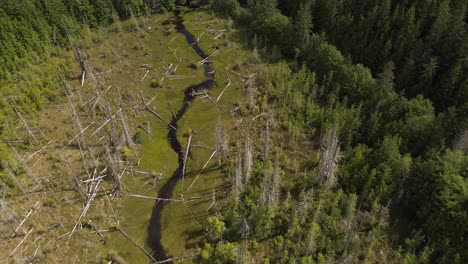 Logging-Patch-with-Stream-Running-Through-Woodland-on-Moresby-Island-in-British-Columbia,-Canada