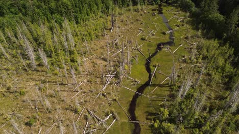 Stream-Running-Through-a-Deforested-Area-of-Land-on-Moresby-Island,-British-Columbia,-Canada