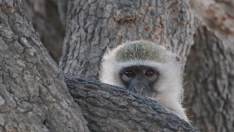 Closeup-Portrait-Of-A-Vervet-Monkey-Behind-Tree-Trunk-Barks